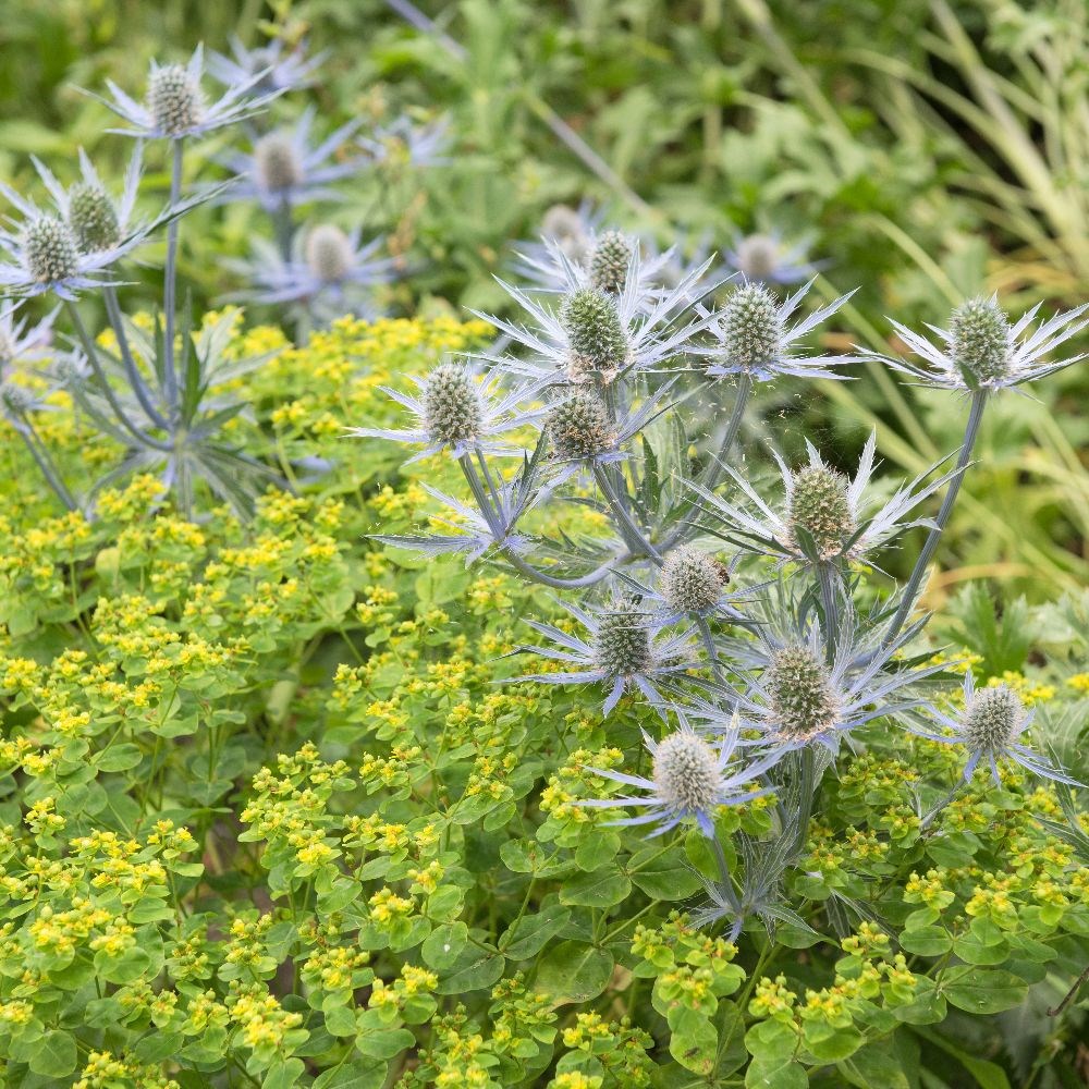<i>Euphorbia oblongata</i> 