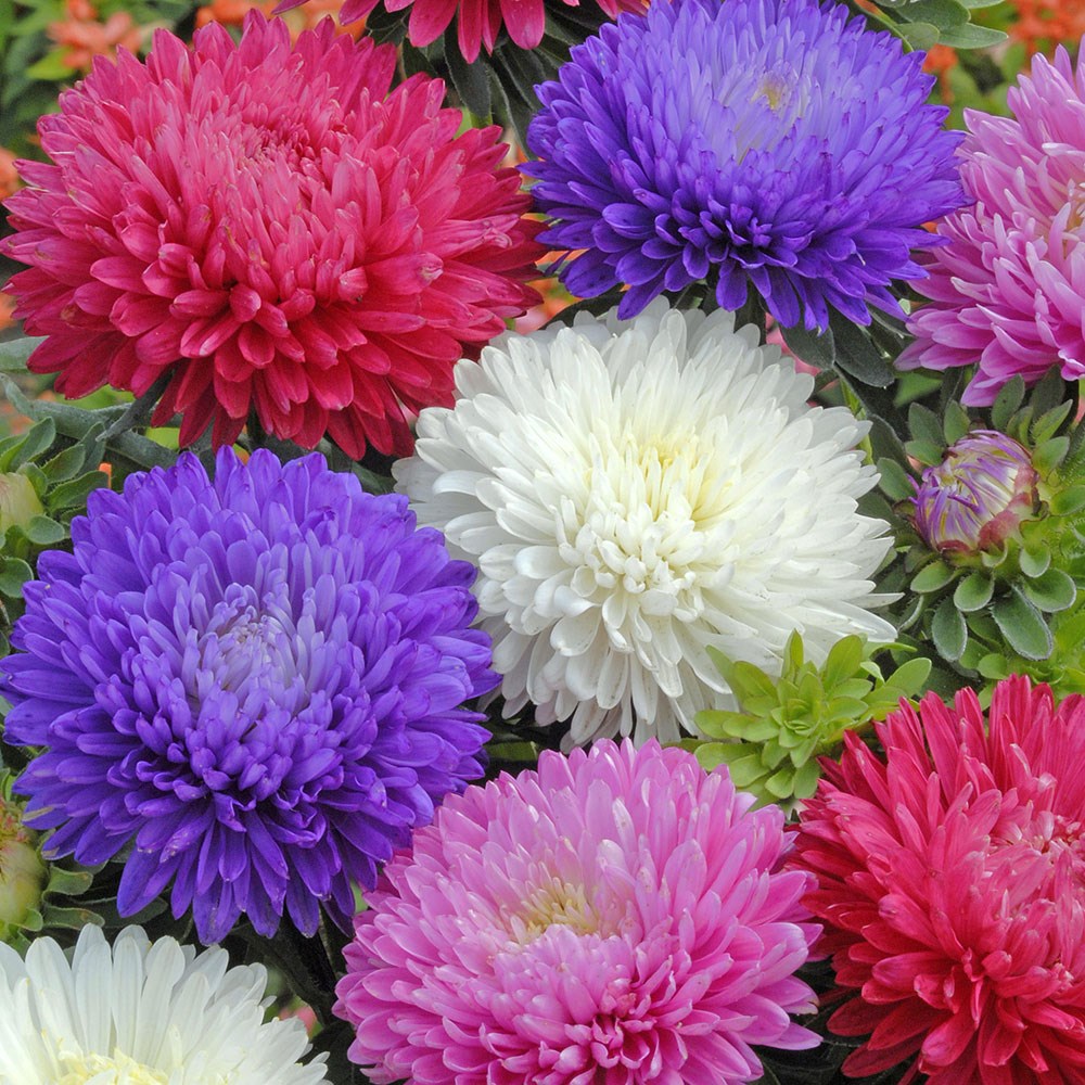 <i>Aster</i> 'Duchess Mixed'