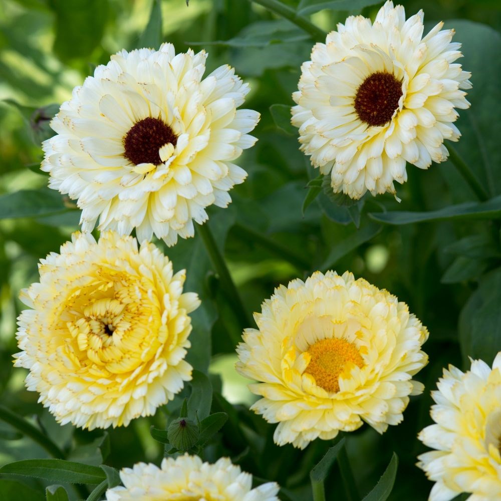 <i>Calendula officinalis</i> 'Snow Princess'