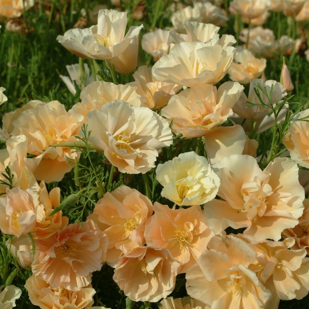<i>Eschscholzia californica</i> 'Peach Sorbet'