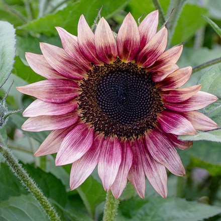 Helianthus annuus Ms Mars
