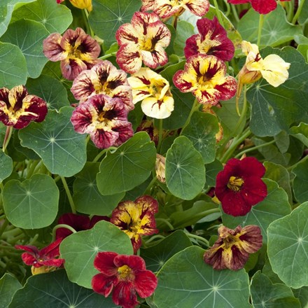 Tropaeolum minus Bloody Mary