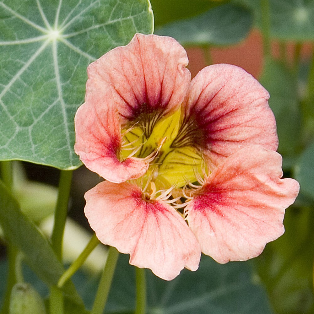 nasturtium - <i>Tropaeolum majus</i> 'Ladybird Rose'