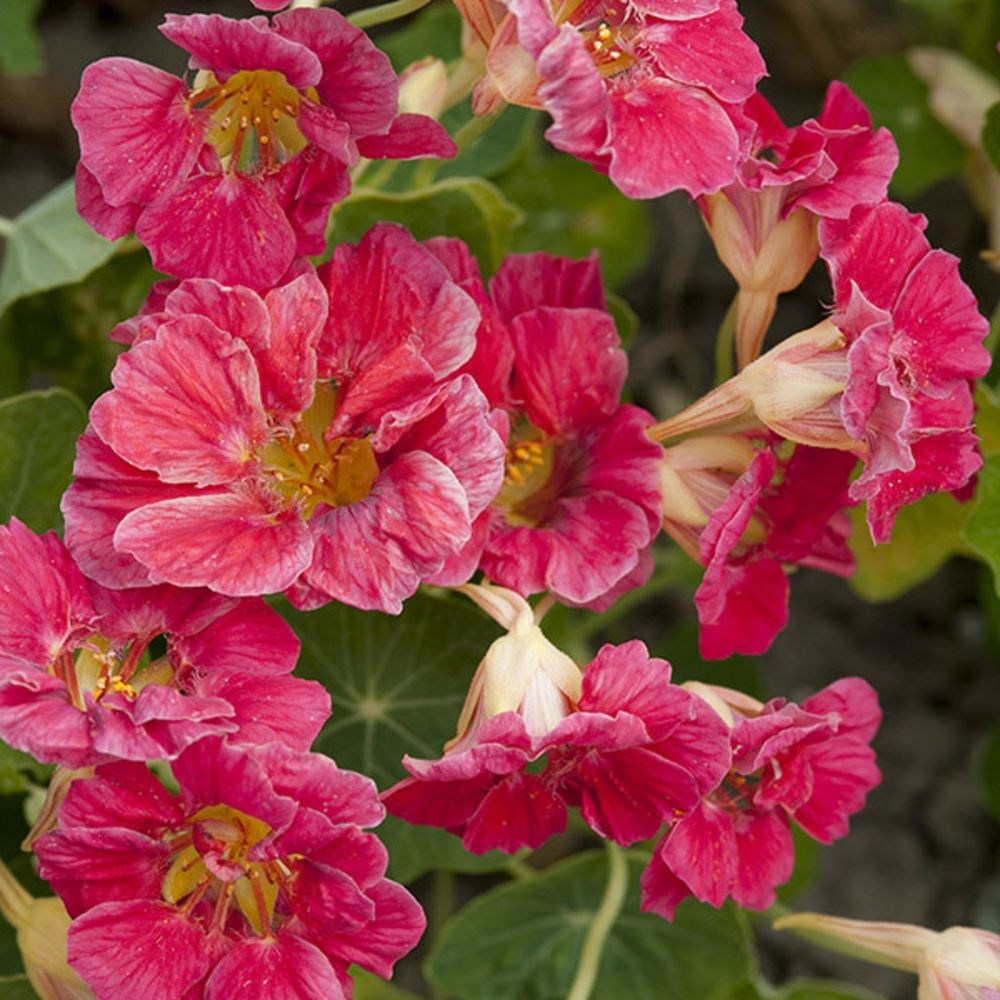 nasturtium - <i>Tropaeolum majus</i> 'Cherry Rose Jewel'