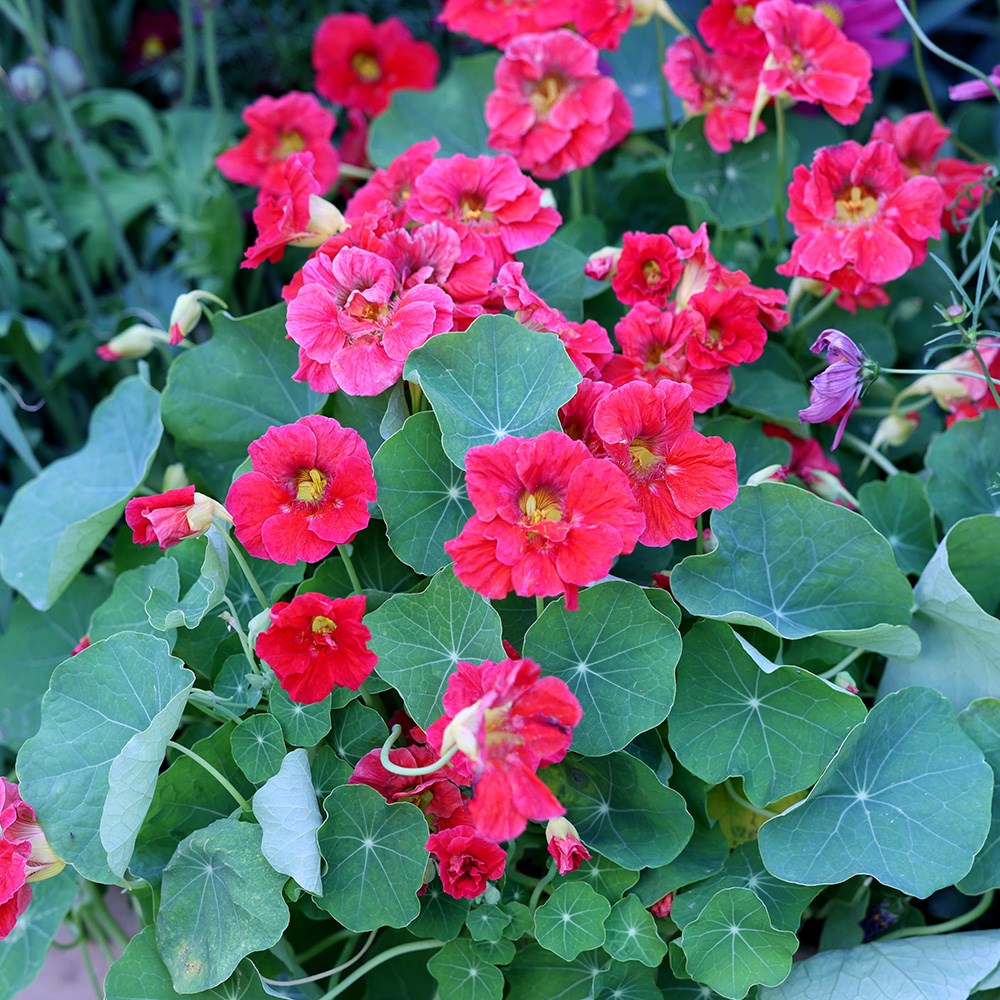 nasturtium - <i>Tropaeolum majus</i> 'Cherry Rose Jewel'