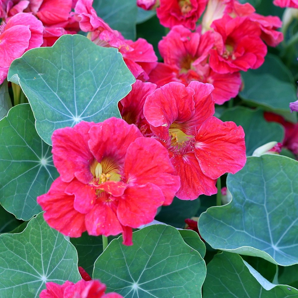 nasturtium - <i>Tropaeolum majus</i> 'Cherry Rose Jewel'