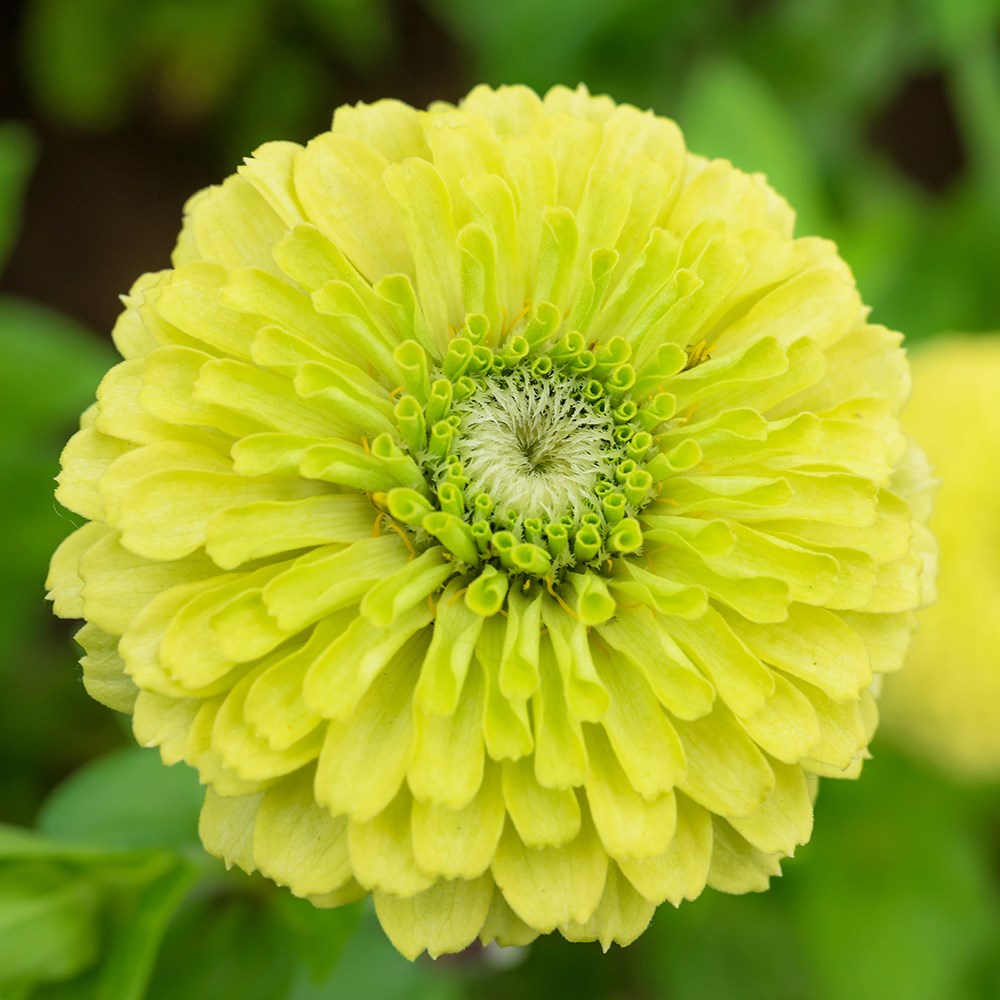 <i>Zinnia elegans</i> 'Envy'