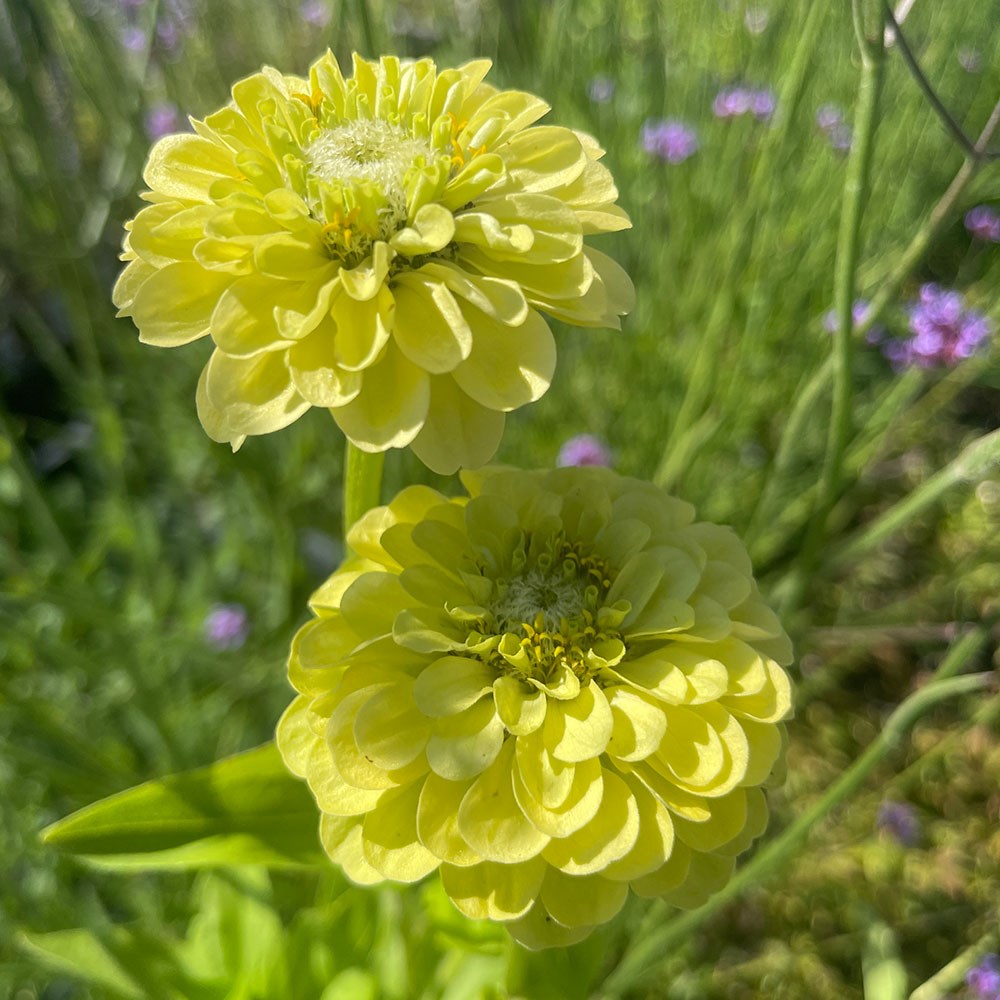 <i>Zinnia elegans</i> 'Envy'
