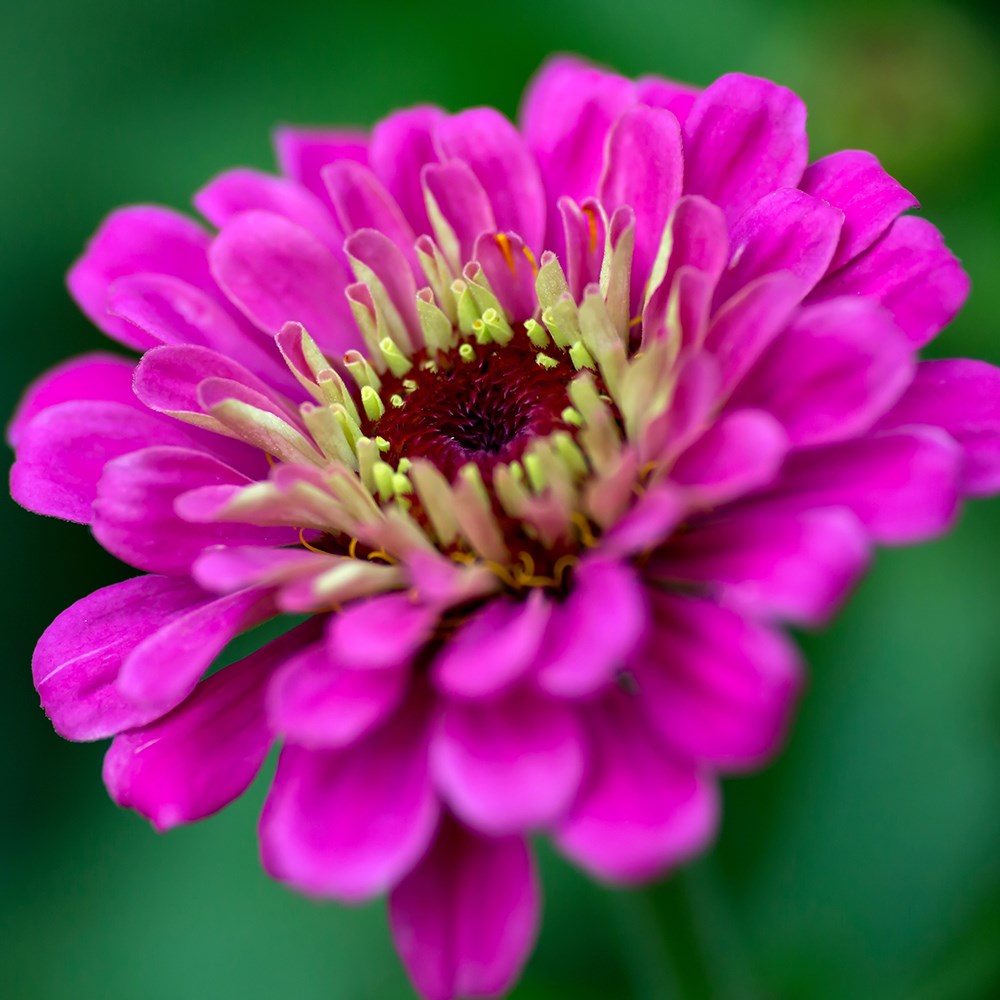 <i>Zinnia elegans</i> 'Purple Prince'