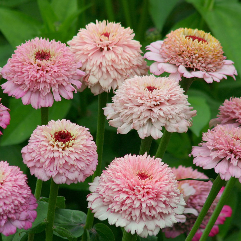 <i>Zinnia elegans</i> 'Zinderella Lilac'