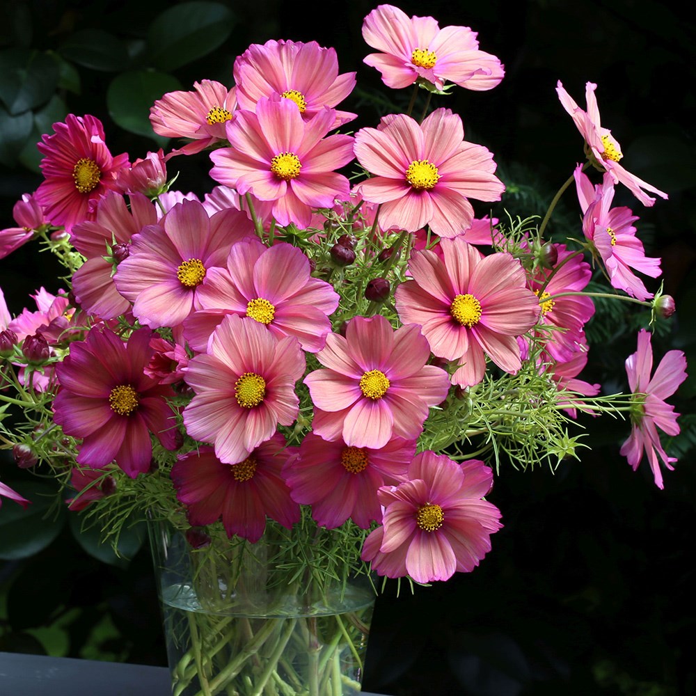<i>Cosmos bipinnatus</i> 'Xsenia'