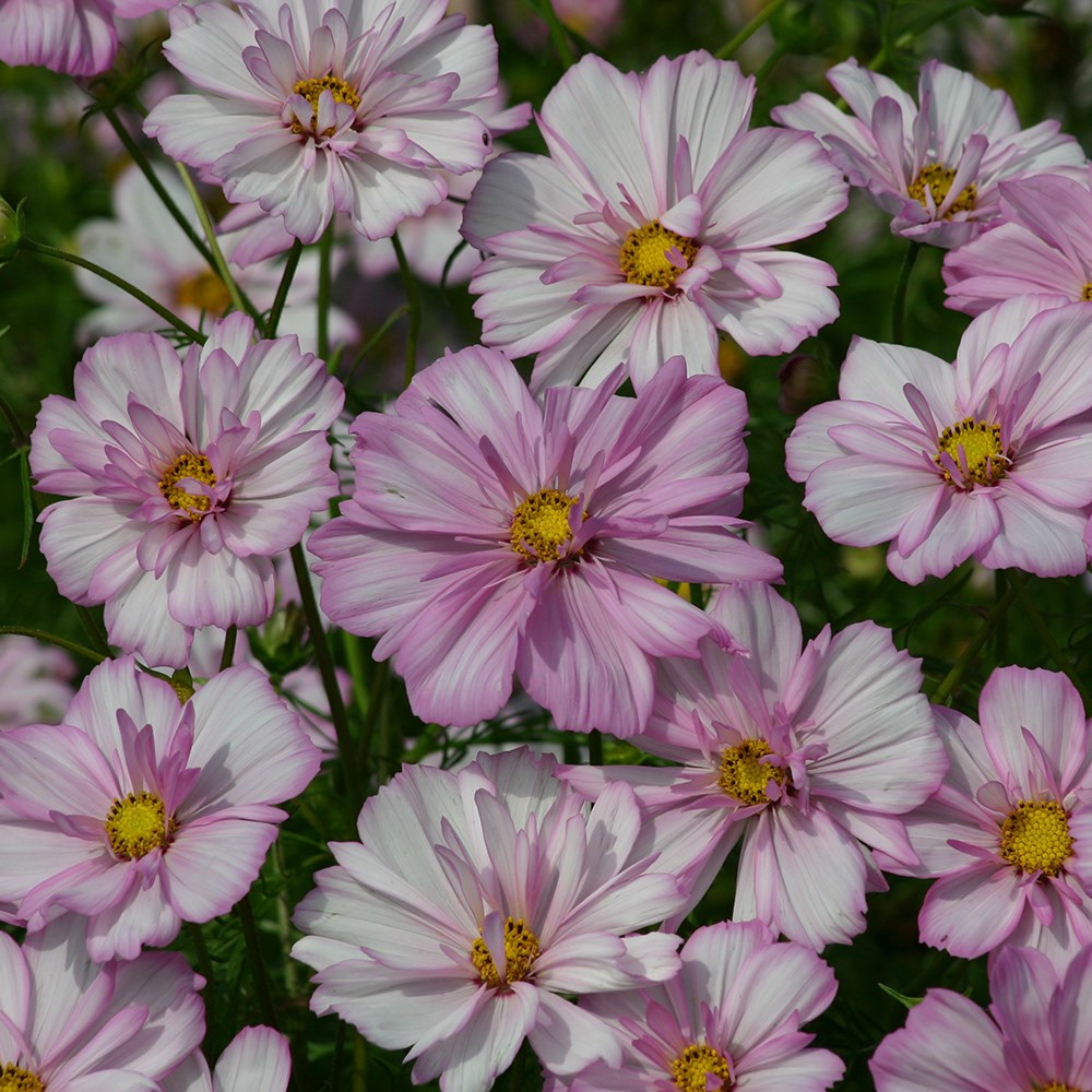<i>Cosmos bipinnatus</i> 'Cosimo Collarette' (Cosimo Series)