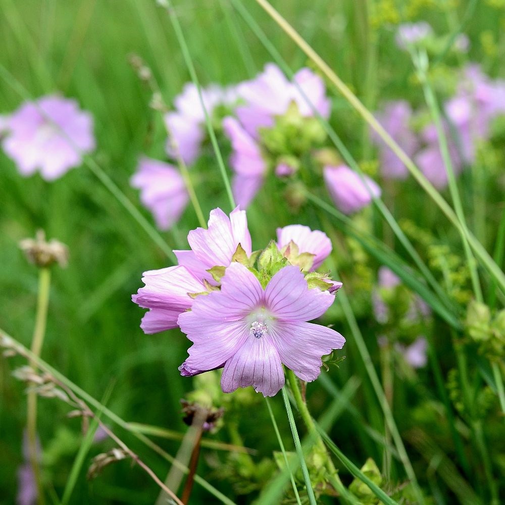<i>Malva moschata</i> 