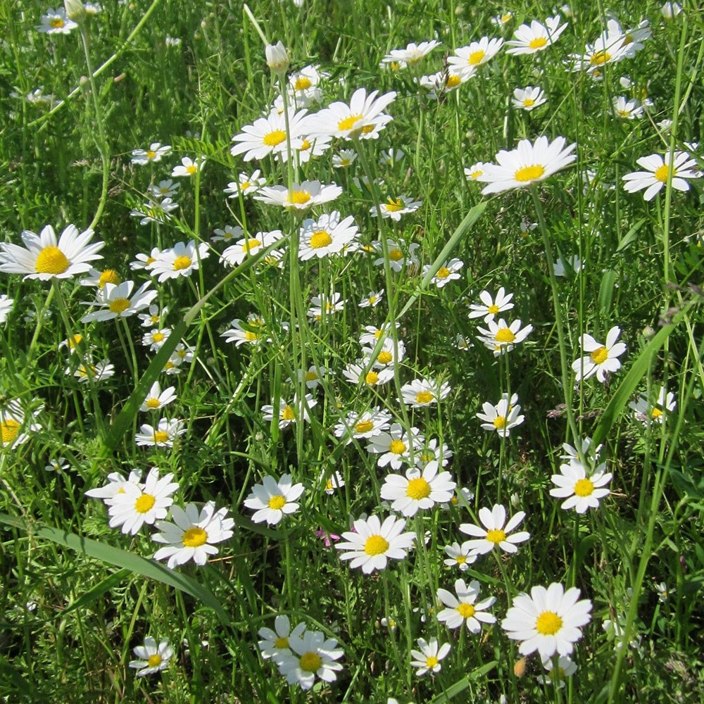 <i>Anthemis arvensis</i> 