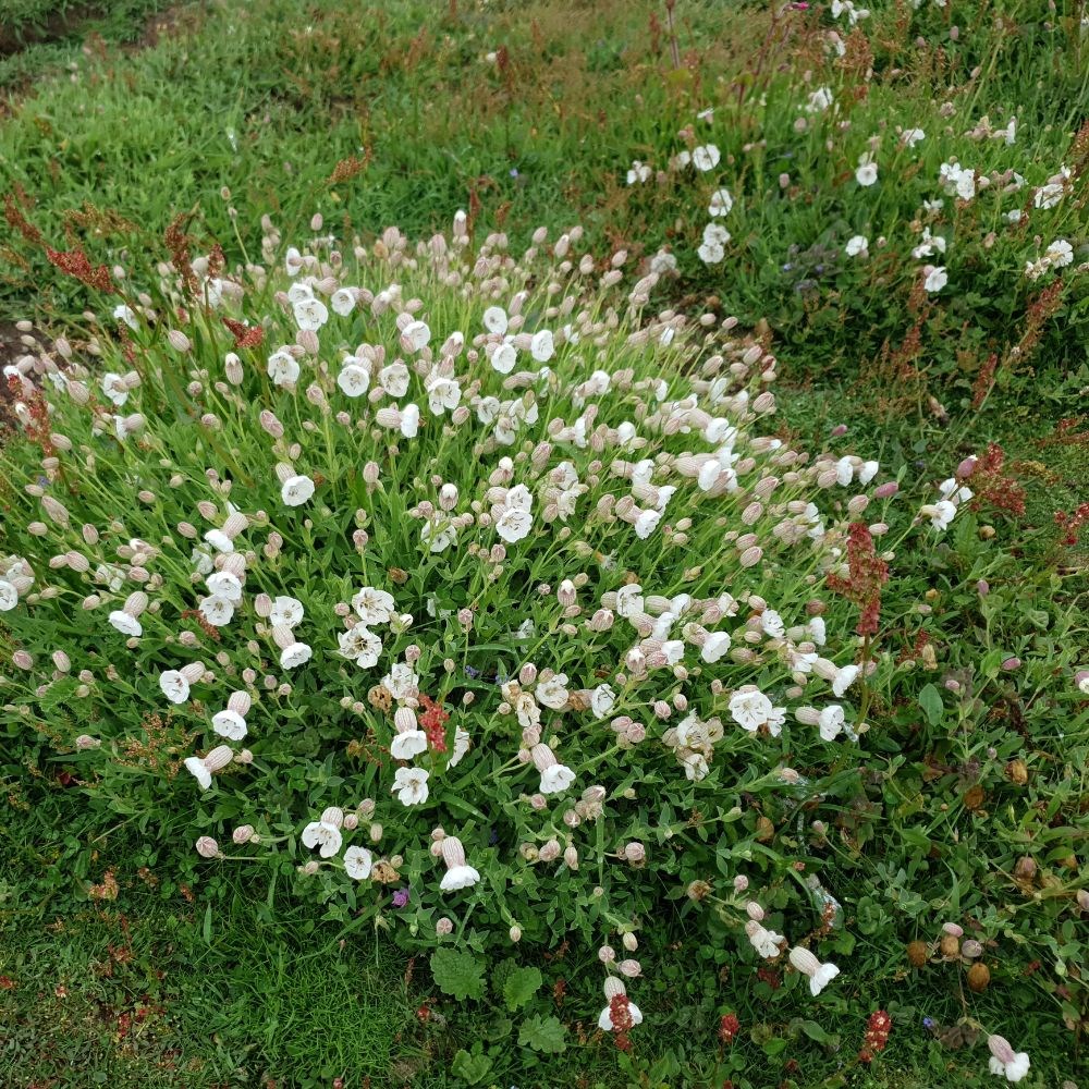 <i>Silene uniflora</i> 