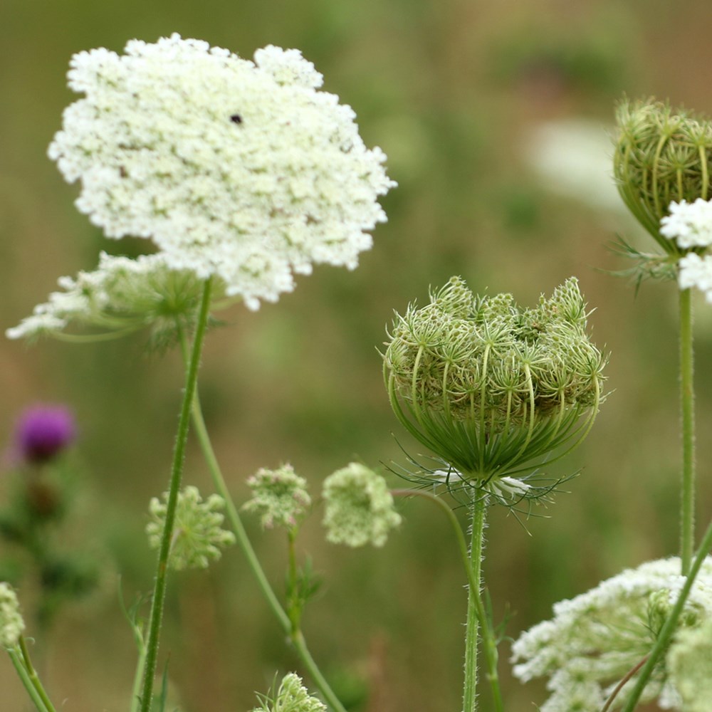 <i>Daucus carota</i> 