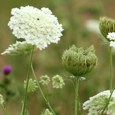 <i>Daucus carota</i> 
