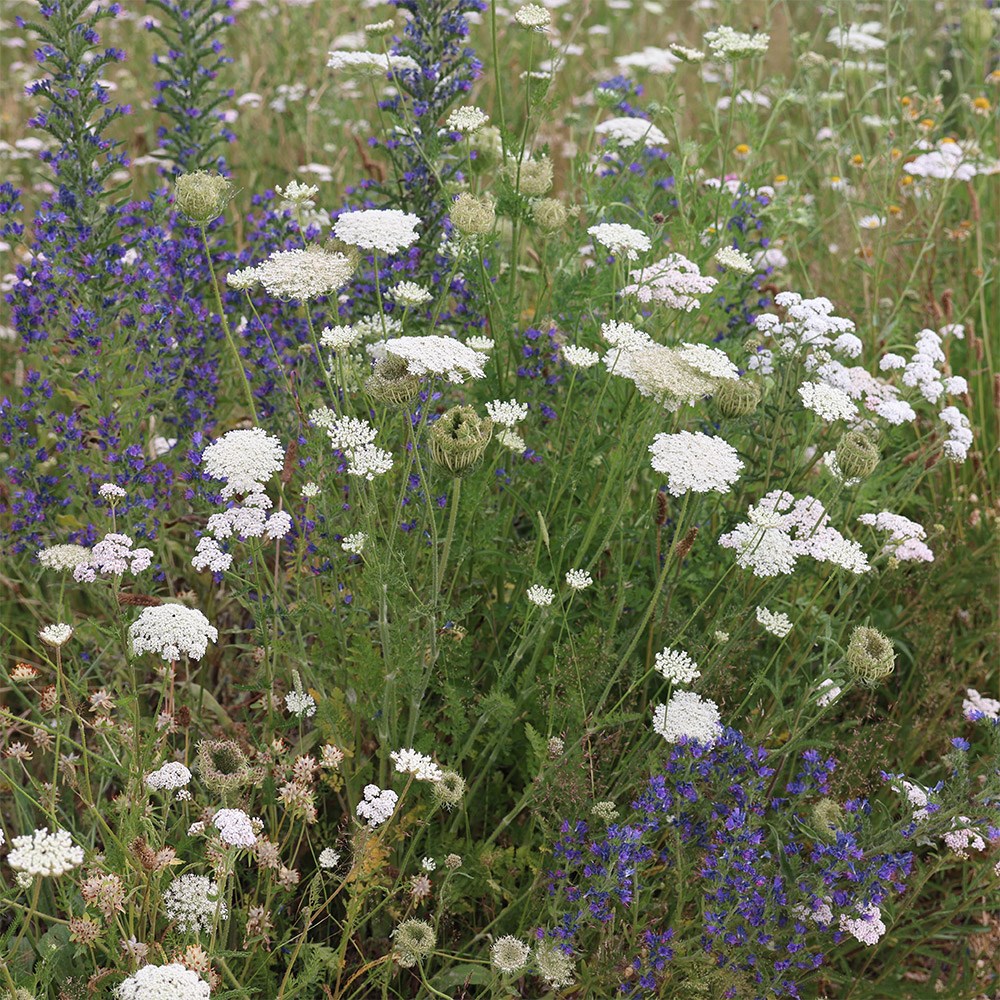 <i>Daucus carota</i> 