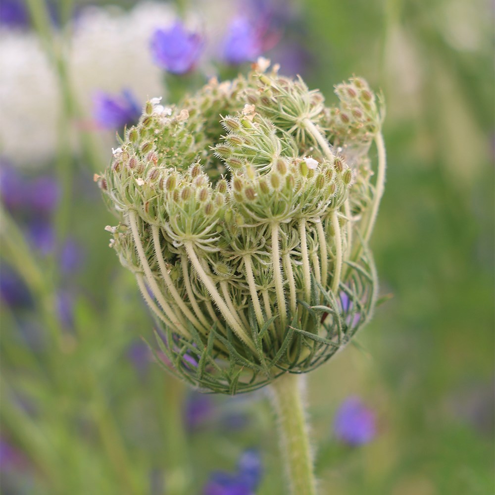 <i>Daucus carota</i> 