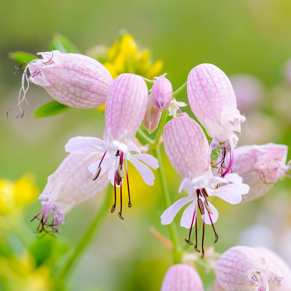 <i>Silene vulgaris</i> 