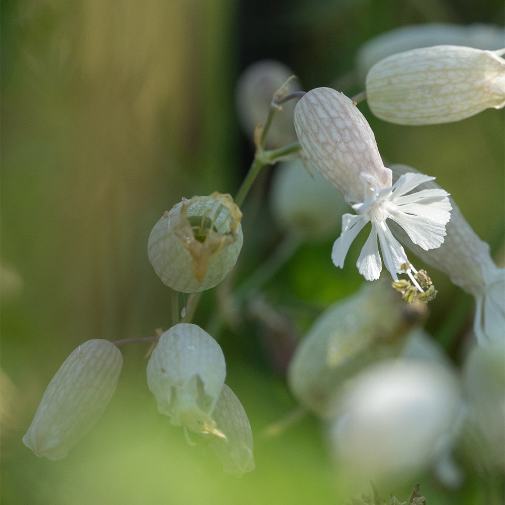 <i>Silene vulgaris</i> 
