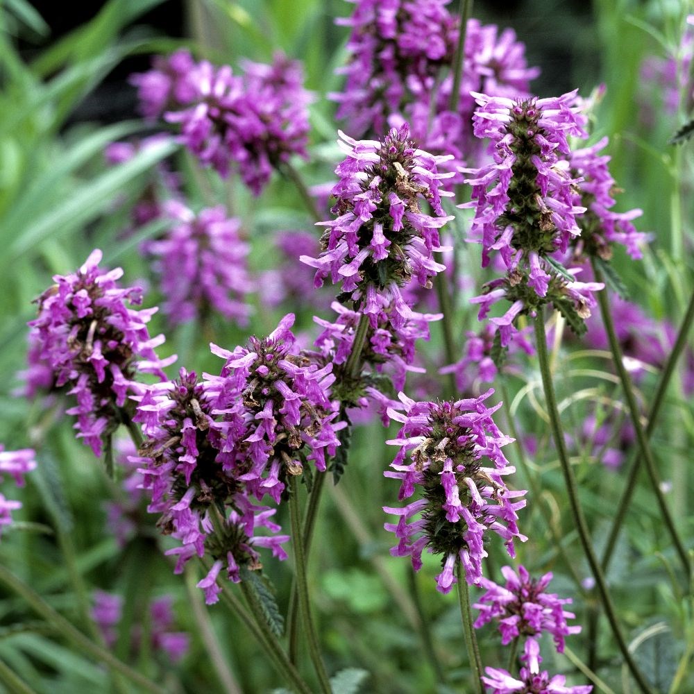<i>Stachys officinalis</i> 