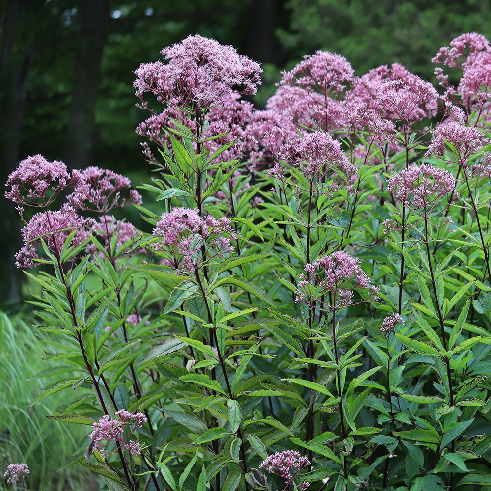 <i>Eupatorium cannabinum</i> 