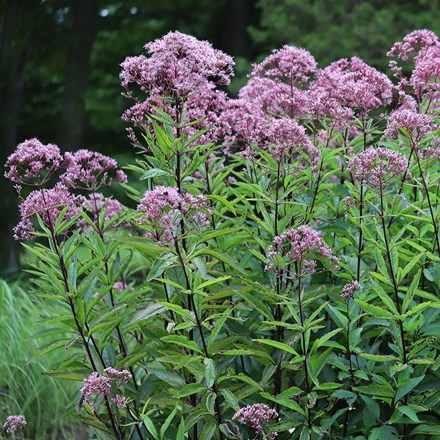 Eupatorium cannabinum