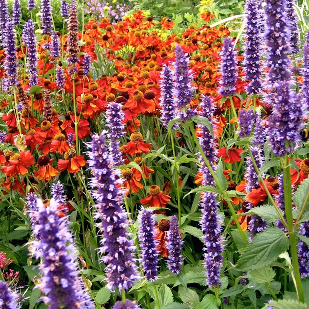 Agastache & Helenium plant combination