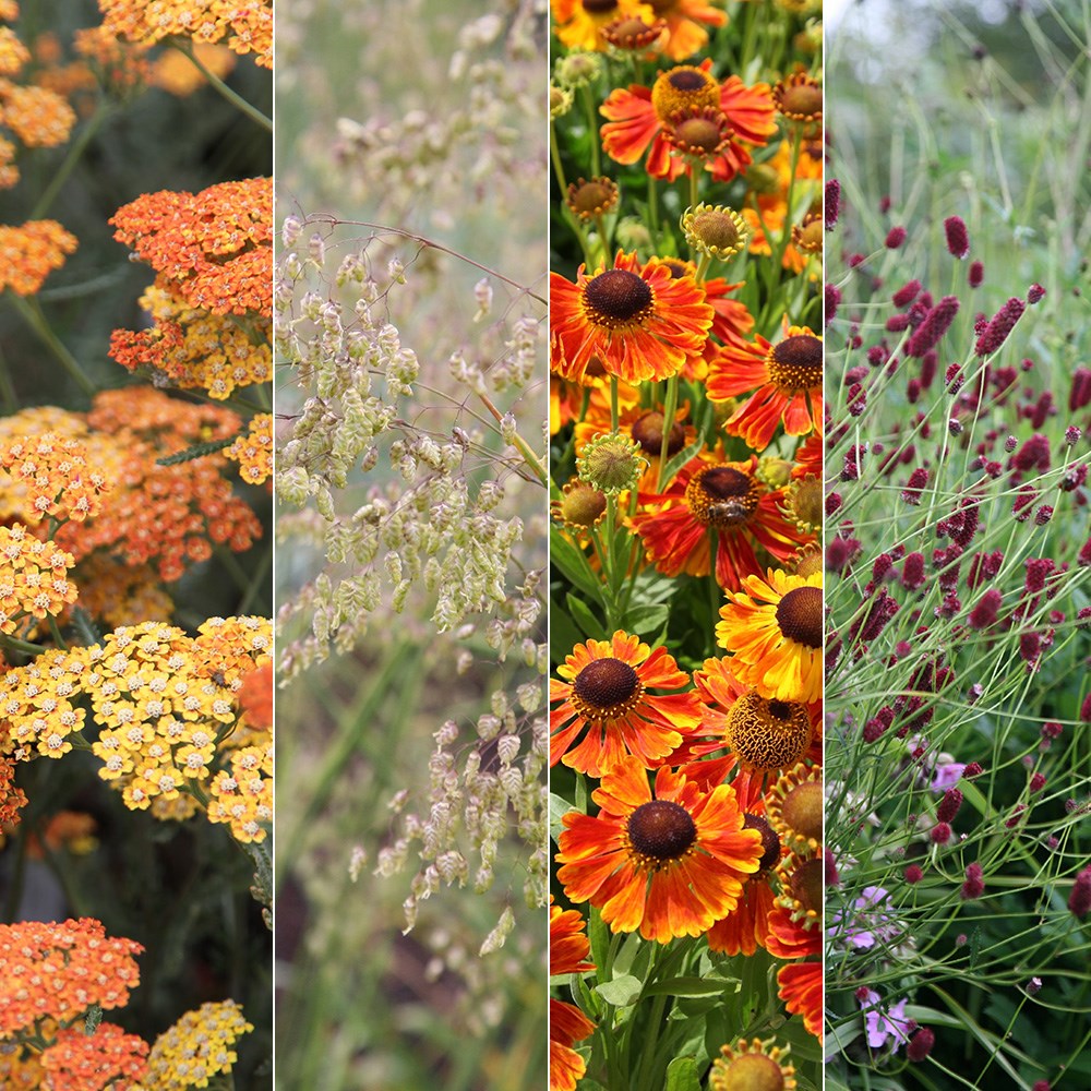 Contemporary plant combination