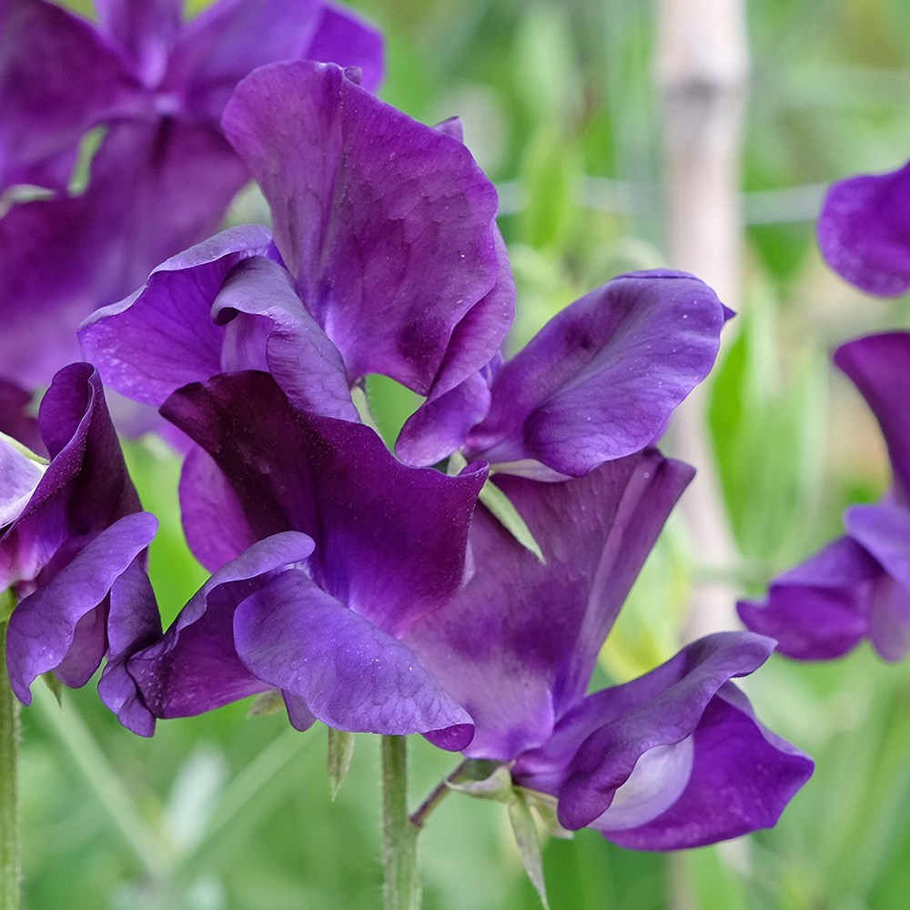 <i>Lathyrus odoratus</i> 'Top Hat'
