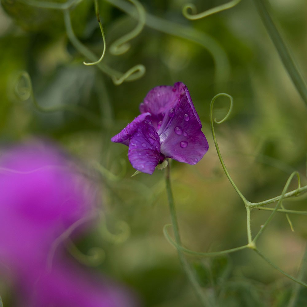 <i>Lathyrus odoratus</i> 'Eclipse'