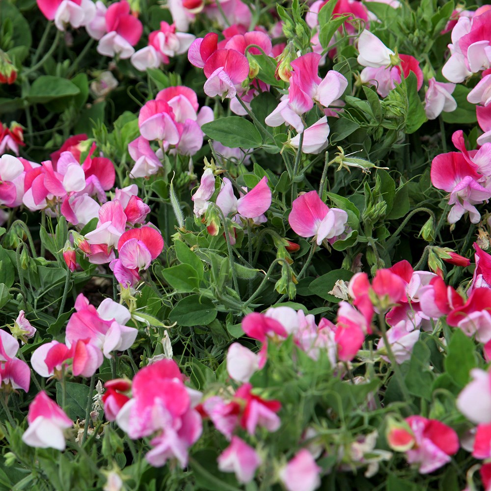 <i>Lathyrus odoratus</i> var. <i>nanellus</i> 'Pink Cupid'