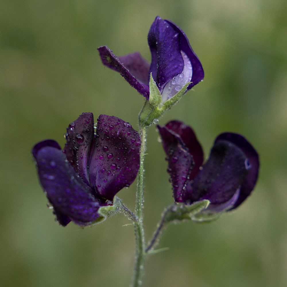 <i>Lathyrus odoratus</i> 'Almost Black'