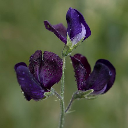 Lathyrus odoratus Almost Black