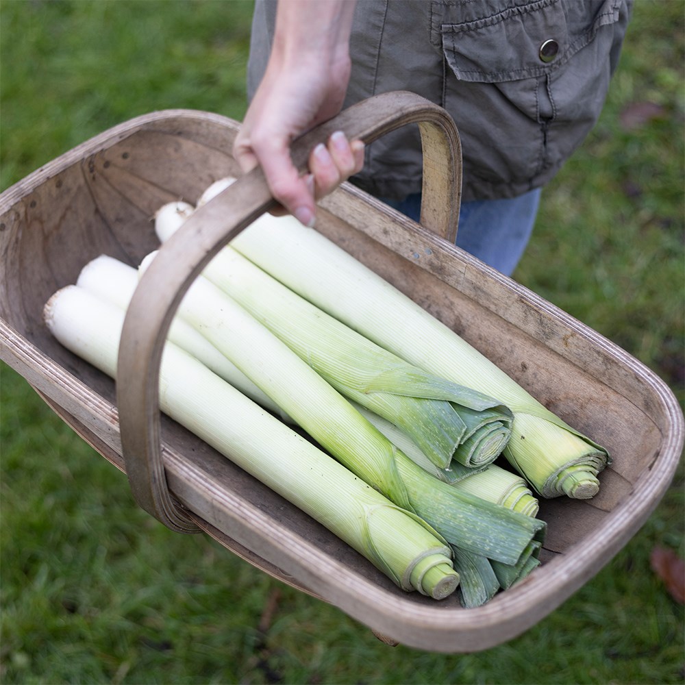 leek 'Musselburgh'