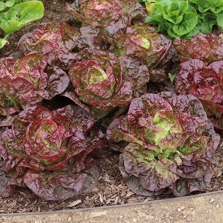 lettuce 'Marvel of Four Seasons'
