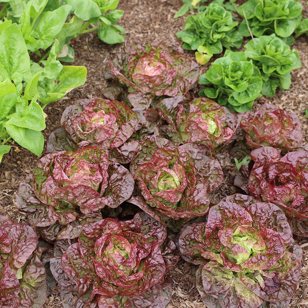 lettuce 'Marvel of Four Seasons'