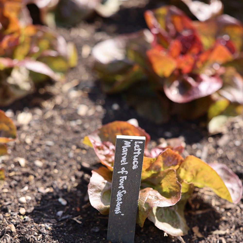 lettuce 'Marvel of Four Seasons'