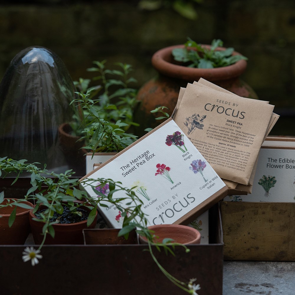 Heritage sweet pea seed gift box