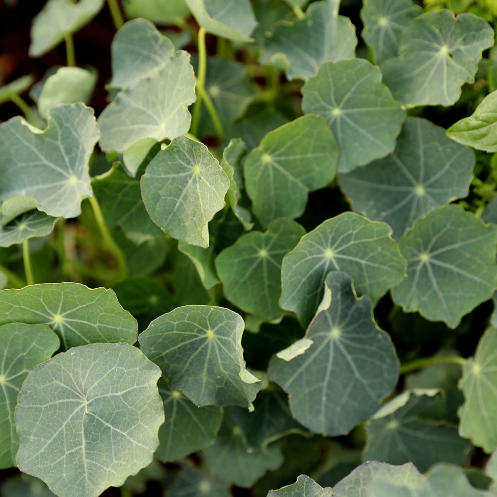 nasturtium 'Blue Pepe'
