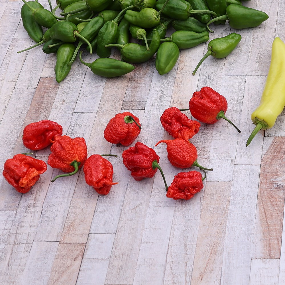 chilli 'Carolina Reaper'