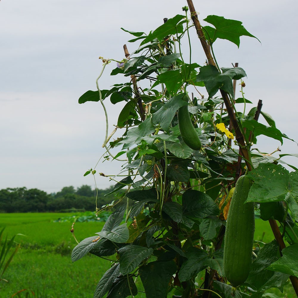 loofah gourd - grow your own sponges