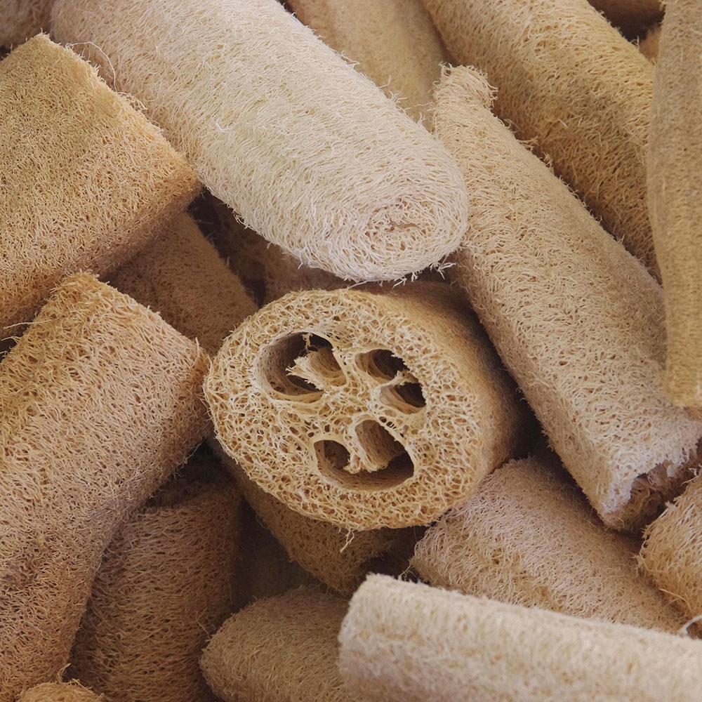 loofah gourd - grow your own sponges