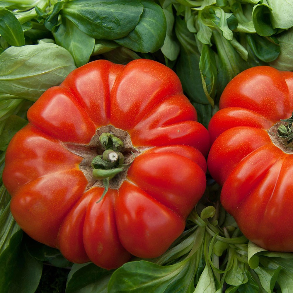 tomato (beefsteak) 'Marmande'
