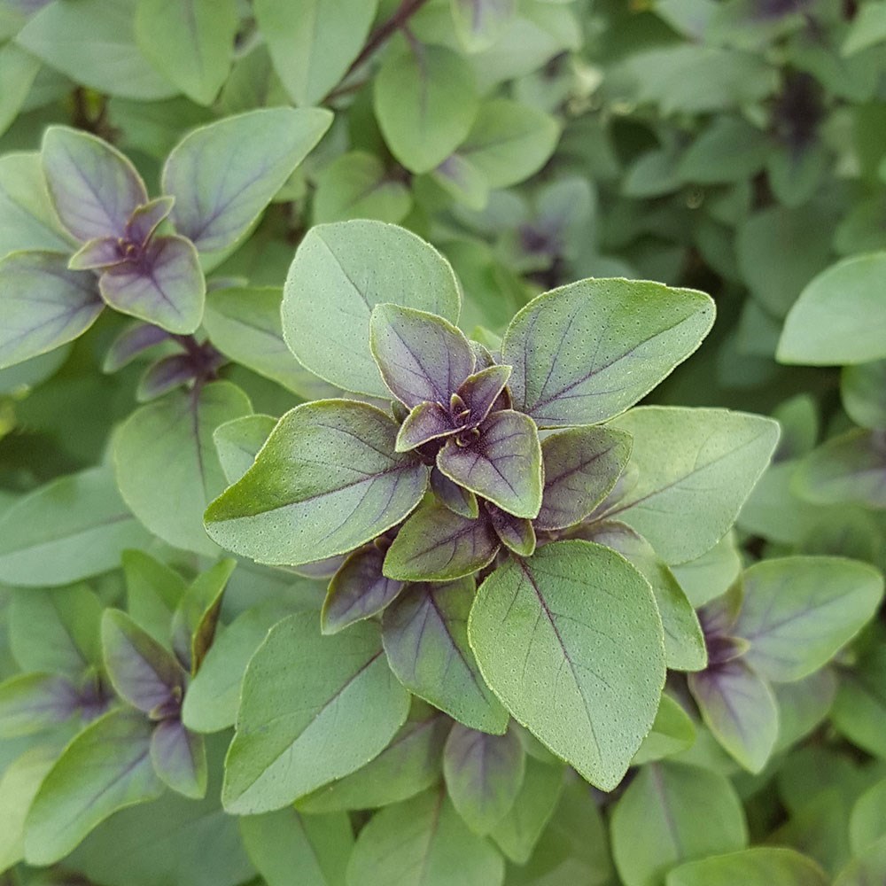 basil - holy
