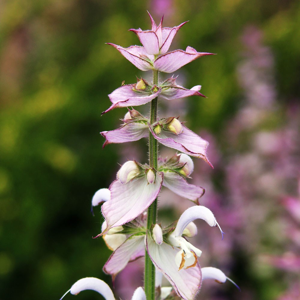 clary sage