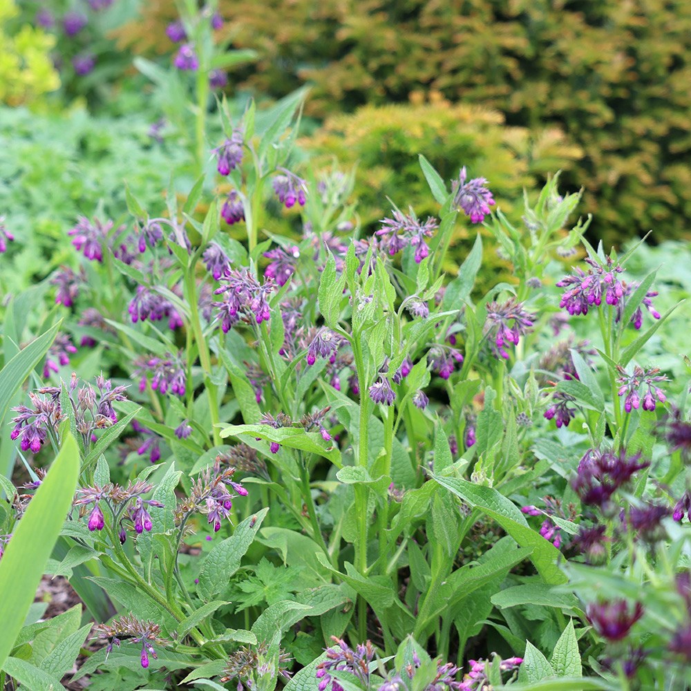 comfrey - common