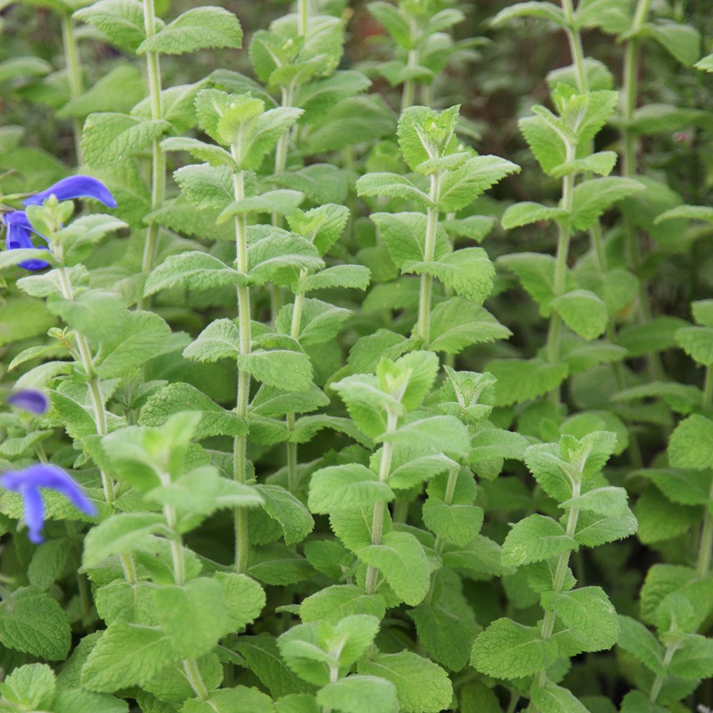mint - apple mint