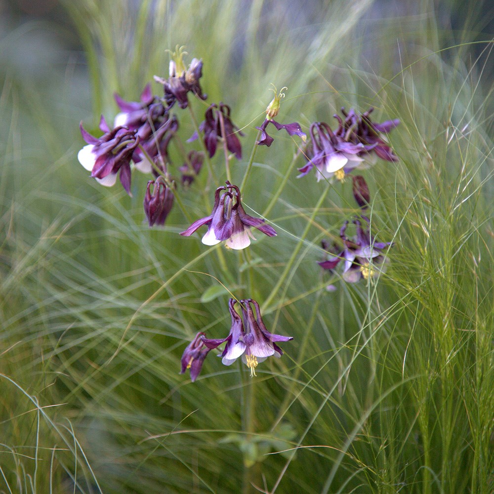 <i>Aquilegia vulgaris</i> 'William Guiness'